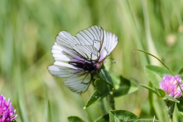 Butterflies on a clover flower in a meadow. Life of insects. Summer