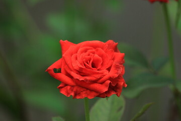 A rose with flaws and bruises