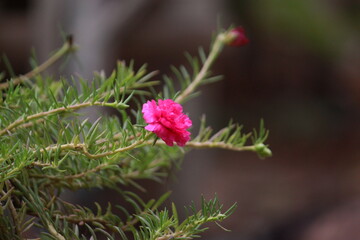 Close-up of a pink Portulaca flower blooming on a green stem with blurred background.