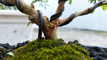 Close-Up of Bonsai Tree with Training Wire and Mossy Soil in Natural Pot