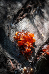 A macro shot of golden-red resin naturally seeping from a tree trunk, highlighting texture, colour, and nature’s organic patterns.
Keywords: