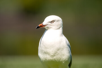 A sharp close-up of a Silver Gull (commonly called seagull) with intense eyes and red-tipped beak, set against soft background bokeh.