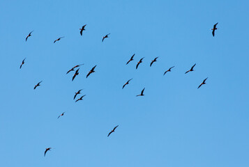 A flock of birds flying in the sky