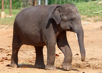 A baby elephant walking in a dirt field