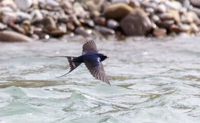A swallow bird flies over the water.