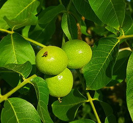 Fresh walnuts on a tree in nature. Green walnuts in their shells on a tree