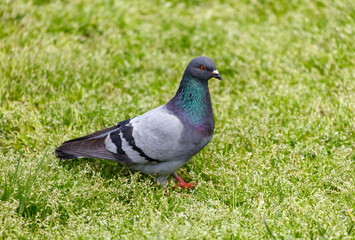 A pigeon is standing on a patch of grass