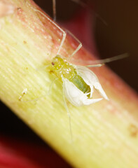 Aphids on a plant stem in nature