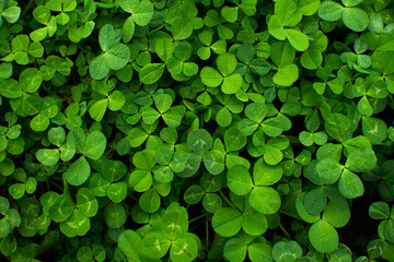 St. Patrick's Day Lucky Shamrock