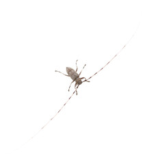 Bark beetle with large antennae isolated on white background