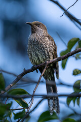 A little wattlebird perched on a branch, showing off its speckled chest and curious gaze, surrounded by natural foliage and soft light.