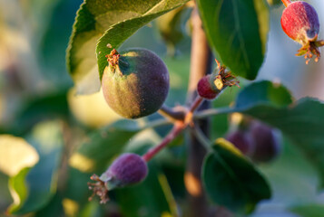 Small apples on a tree in spring.