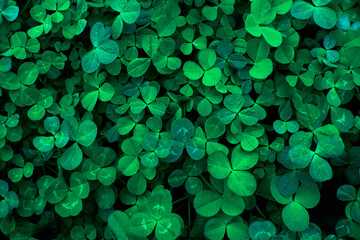 Closeup of fresh green shamrock leaves