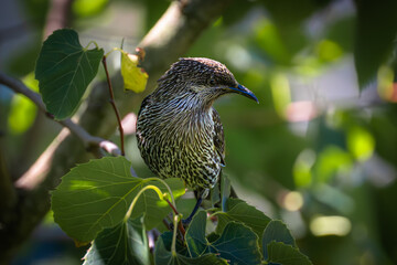 A little wattlebird perched on a branch, showing off its speckled chest and curious gaze,...