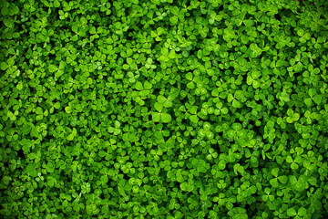 Beautiful nature background. Clover background