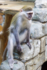 A monkey is sitting on a rock