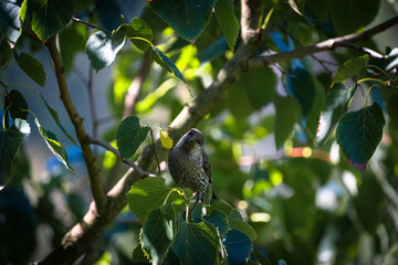 A little wattlebird perched on a branch, showing off its speckled chest and curious gaze,...