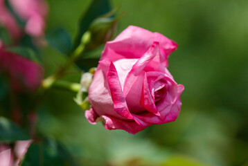 A pink rose is the main focus of the image