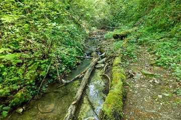 A stream of water runs through a forest with moss growing on a log