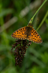 Obraz premium Small Pearl-bordered Fritillary (Boloria selene) perching with open wings on a sedge