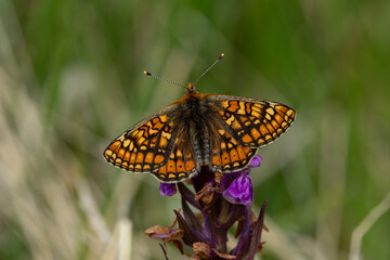 marsh fritillary (Euphydryas aurinia) perching with open wings on a violet orchid, the subspecies aurinia is a lowland form