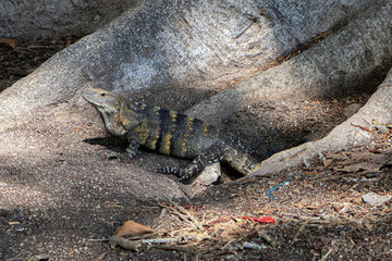 Camuflaje de iguana 