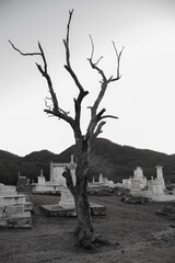 Árbol muerto en el cementerio