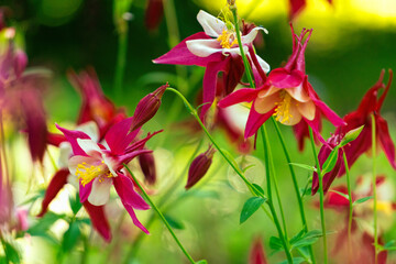 Beautiful red columbine flowers in the garden	