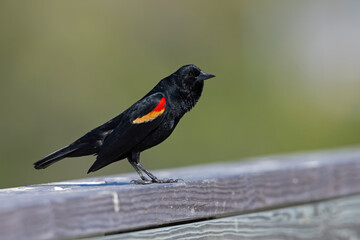 The red-winged blackbird (Agelaius phoeniceus) perched on a wooden fence.