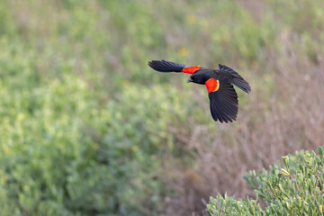 A male red-winged blackbird (Agelaius phoeniceus) in flight.