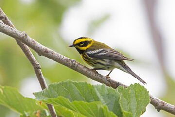 An adult Townsend's warbler (Setophaga townsendi) perched on a branch.