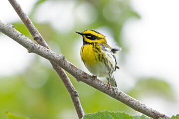 An adult Townsend's warbler (Setophaga townsendi) perched on a branch.