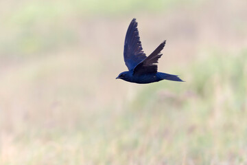 An adult male purple martin (Progne subis) in flight.