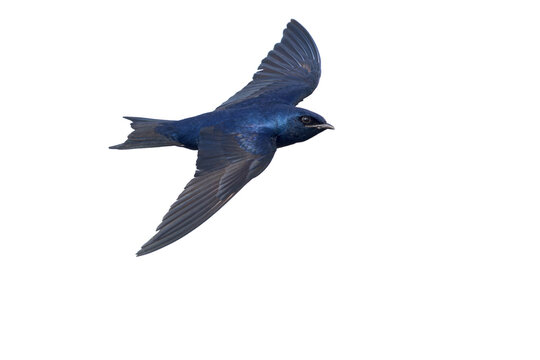 An adult male purple martin (Progne subis) in flight.