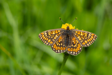Fototapeta premium marsh fritillary (Euphydryas aurinia) perching with open wings on a yellow blossom, the subspecies aurinia is a lowland form