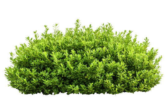 Isolated lush green boxwood shrub against a plain dark backdrop showcasing intricate details