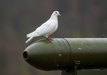 White Dove Sitting on Military Bomb Symbol of Peace Over War