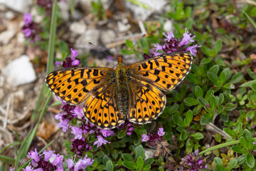 pearl-bordered fritillary (Boloria euphrosyne) perching with open wings on violet thyme blossoms sucking nectar