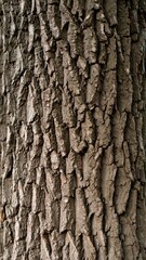 Close Up of Weathered Tree Bark Displaying a Rough Textured Surface in Shades of Brown
