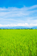 田園風景　夏