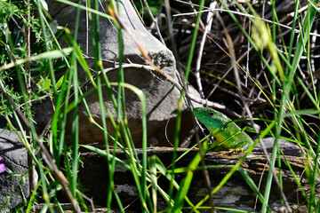 Westliche Riesensmaragdeidechse // Balkan green lizard (Lacerta trilineata trilineata) - Strofilia,...
