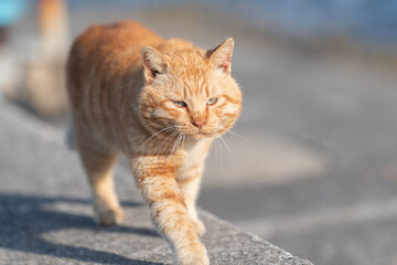 堤防を歩く可愛い猫　茶トラ猫	
