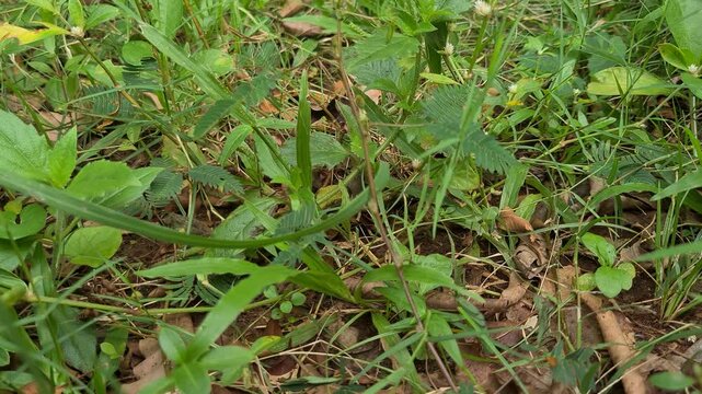 Mimosa pudica plant or "Putri Malu" reacting to human touch, its leaves folding instantly. Sensitive plant movement captured clearly in natural daylight outdoors.