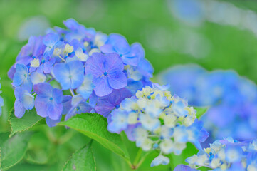 フレッシュな初夏のアジサイの風景