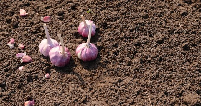 garlic is scattered in the field during sowing, soil preparation and garlic for planting during farming in the field during the spring season