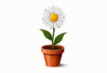 Fototapeta premium Daisy flower in terracotta pot with green leaves on white background 