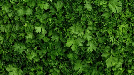 Obraz premium Vibrant Green Parsley: A Lush Texture