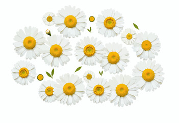 White daisies with yellow centers and green leaves on white background  