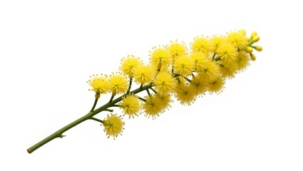Photorealistic image of Acacia dealbata flower isolated on white. Fluffy yellow blooms with feathery green leaves. Botanical macro with soft light and natural detail.