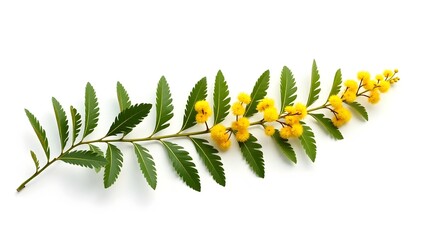 Photorealistic image of Acacia dealbata flower isolated on white. Fluffy yellow blooms with feathery green leaves. Botanical macro with soft light and natural detail.